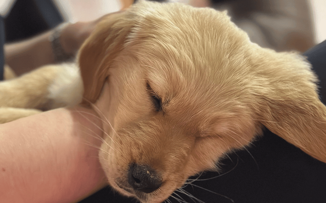 designing-for-the-feels Cute 8 week old golden retriever puppy sleeping on someone's lap