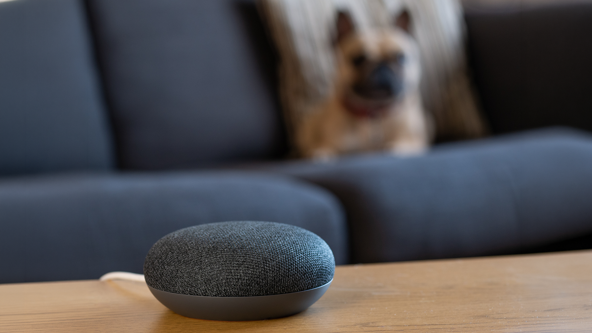 why-some-businesses-show-up-in-ai-answers-and-others-dont Smart home voice assistant speaker on a table with a dog in the background in a living room setting